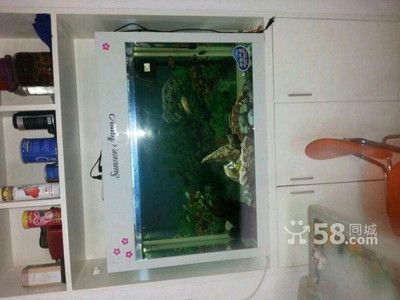 58同城賣二手龍魚（58同城賣二手龍魚怎么辦？）