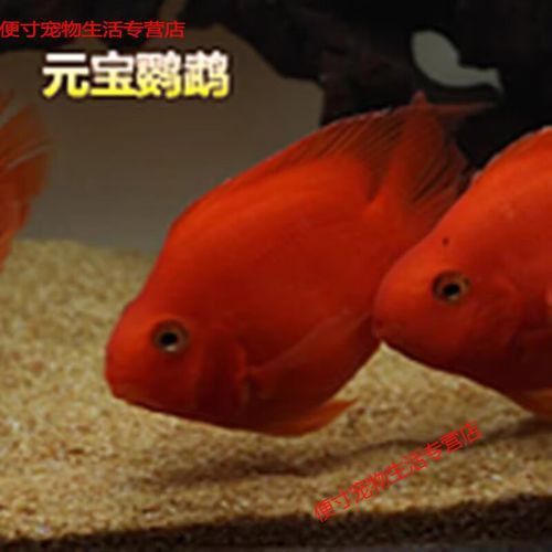 紅色銀龍魚價格多少錢一只圖片