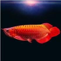 紅色銀龍魚價格多少錢一只圖片