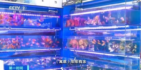 龍魚吃魚卡住了怎么辦：龍魚吃魚卡住時，應立即停止喂食，觀察龍魚的行為和癥狀 龍魚吃魚卡住了怎么辦：龍魚吃魚卡住時，應立即停止喂食，觀察龍魚的行為和癥狀 龍魚百科 第2張