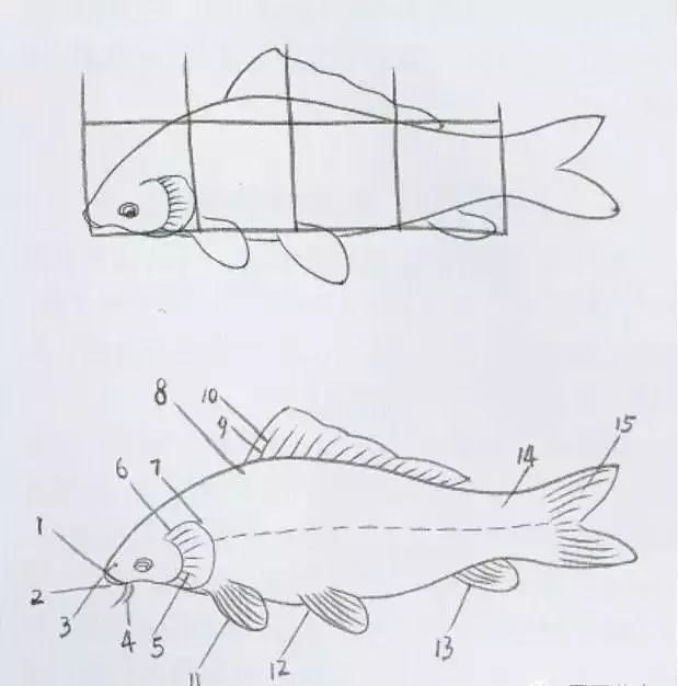 鯉魚的寫意畫法