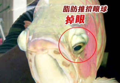 龍魚咬別的魚會死嗎，龍魚咬別的魚會死嗎會死嗎：龍魚咬別的魚會死嗎 龍魚咬別的魚會死嗎，龍魚咬別的魚會死嗎會死嗎：龍魚咬別的魚會死嗎 龍魚百科 第2張