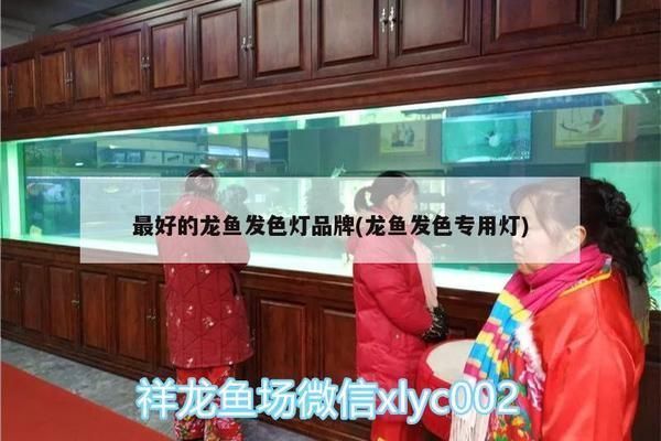 龍魚上色最快的燈泡是什么：為了使龍魚快速上色，選擇合適的燈泡非常重要
