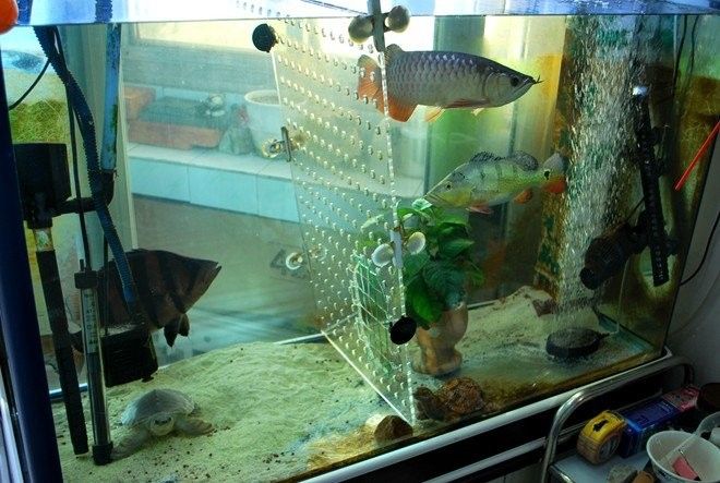 龍虎混養需要哪些特殊設備