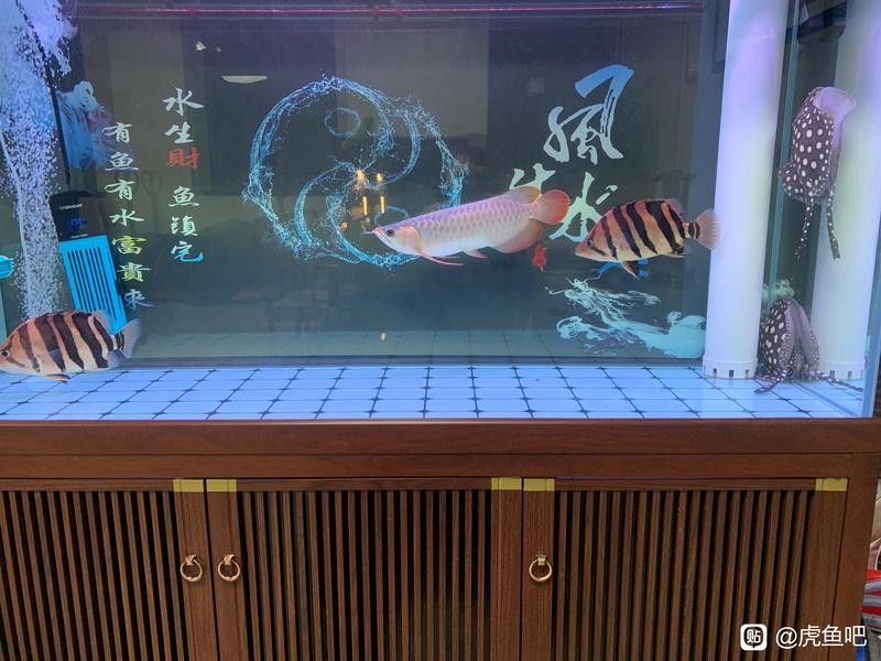 龍虎混養需要哪些特殊設備