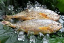 黃花魚跟金龍魚一樣嗎