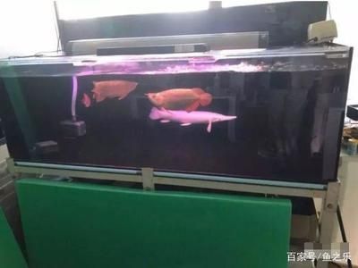 適合養龍魚的魚缸品牌有哪些？