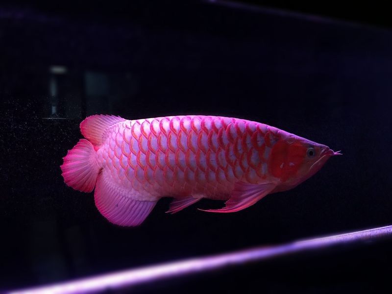 龍魚含食不吞會持續多久？ 龍魚含食不吞會持續多久？ 龍魚百科 第1張