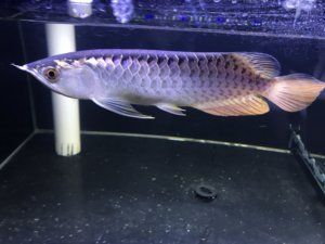 金龍魚幼苗怎么養護和管理：金龍魚幼苗養護和管理的關鍵信息