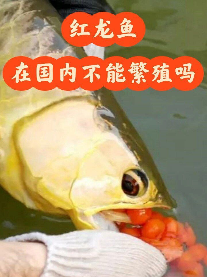 龍魚為什么國內繁殖不了