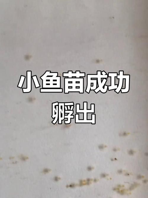 過背金龍魚成長過程圖片