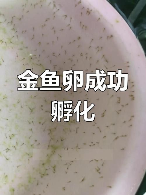 過背金龍魚成長過程圖片