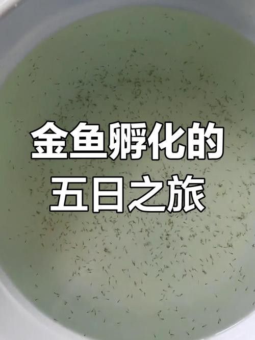 過背金龍魚成長過程圖片