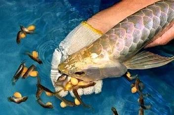 過背金龍魚成長過程圖片
