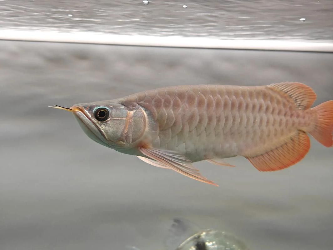 過背金龍魚成長過程圖片