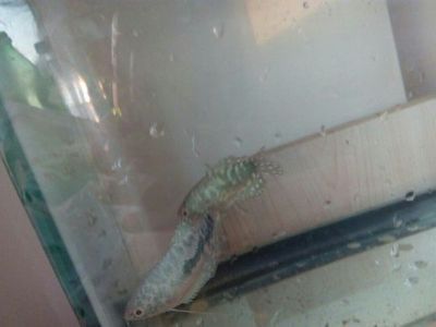 龍魚變黑怎么回事：如何預(yù)防龍魚變黑