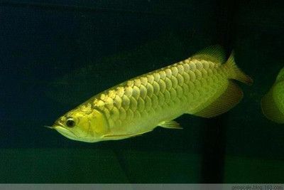 龍魚魚缸底色和背景色哪個好