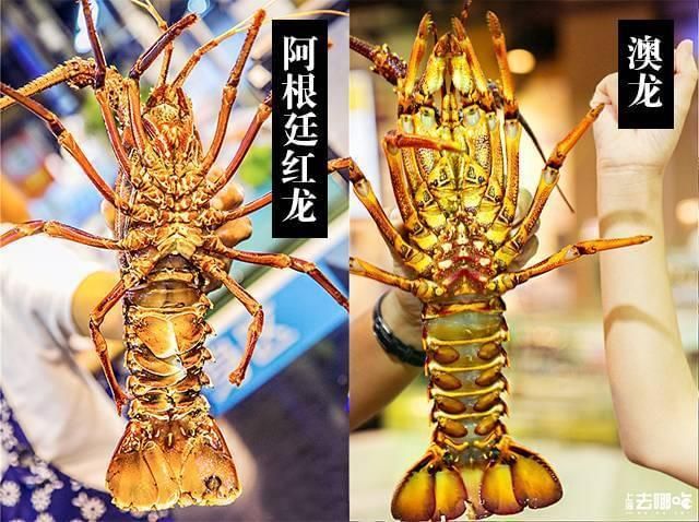 澳龍和紅龍的區(qū)別：澳龍與紅龍的價格通常高于紅龍蝦與紅龍的區(qū)別