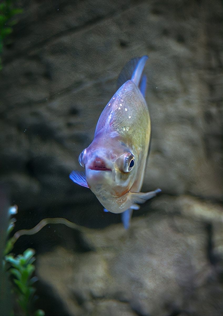 龍魚身上有白斑