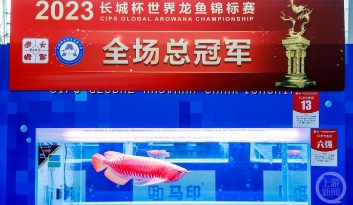 金龍魚比賽冠軍多少一條啊（世界龍魚錦標賽冠軍龍魚108萬元天價賣出88萬）