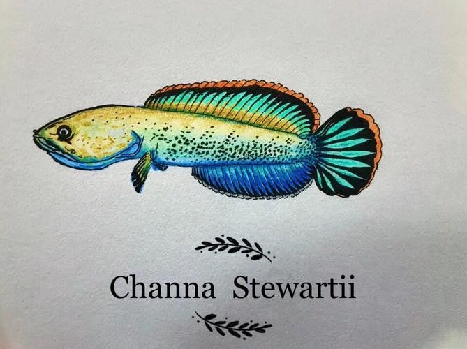雷龍魚簡筆畫圖片