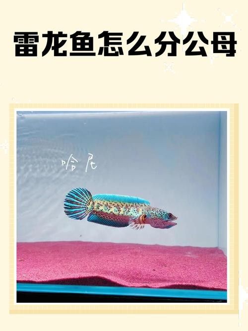 雷龍魚簡筆畫圖片