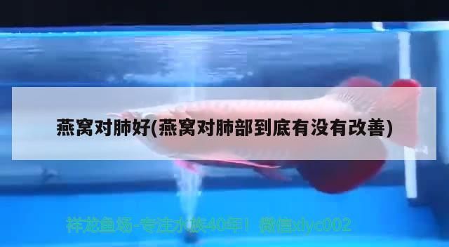 金龍魚混養魚最佳搭配視頻講解圖片：金龍魚一起養的魚 金龍魚混養魚最佳搭配視頻講解圖片：金龍魚一起養的魚 龍魚百科 第1張