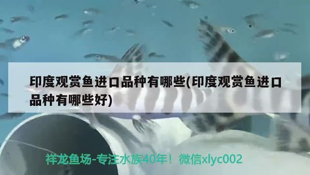 金龍魚混養魚最佳搭配視頻講解圖片：金龍魚一起養的魚 金龍魚混養魚最佳搭配視頻講解圖片：金龍魚一起養的魚 龍魚百科 第3張