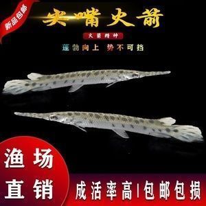 龍魚和鱷雀鱔打架（龍魚與鱷雀鱔混養的最佳實踐）