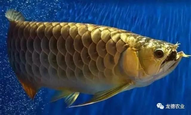 古典龍魚價(jià)格， 古典龍魚價(jià)格， 龍魚百科 第4張