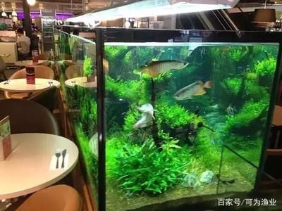 地缸養(yǎng)龍魚(yú)的好處和壞處有哪些（地缸養(yǎng)龍魚(yú)有什么優(yōu)缺點(diǎn)） 地缸養(yǎng)龍魚(yú)的好處和壞處有哪些（地缸養(yǎng)龍魚(yú)有什么優(yōu)缺點(diǎn)） 龍魚(yú)百科 第2張