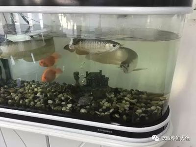 地缸養(yǎng)龍魚(yú)的好處和壞處有哪些（地缸養(yǎng)龍魚(yú)有什么優(yōu)缺點(diǎn)） 地缸養(yǎng)龍魚(yú)的好處和壞處有哪些（地缸養(yǎng)龍魚(yú)有什么優(yōu)缺點(diǎn)） 龍魚(yú)百科 第3張