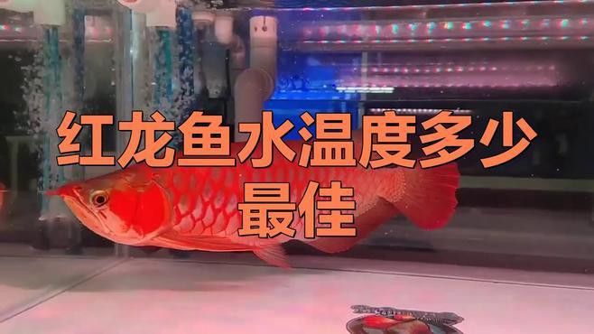 紅龍魚多少溫度發色好看