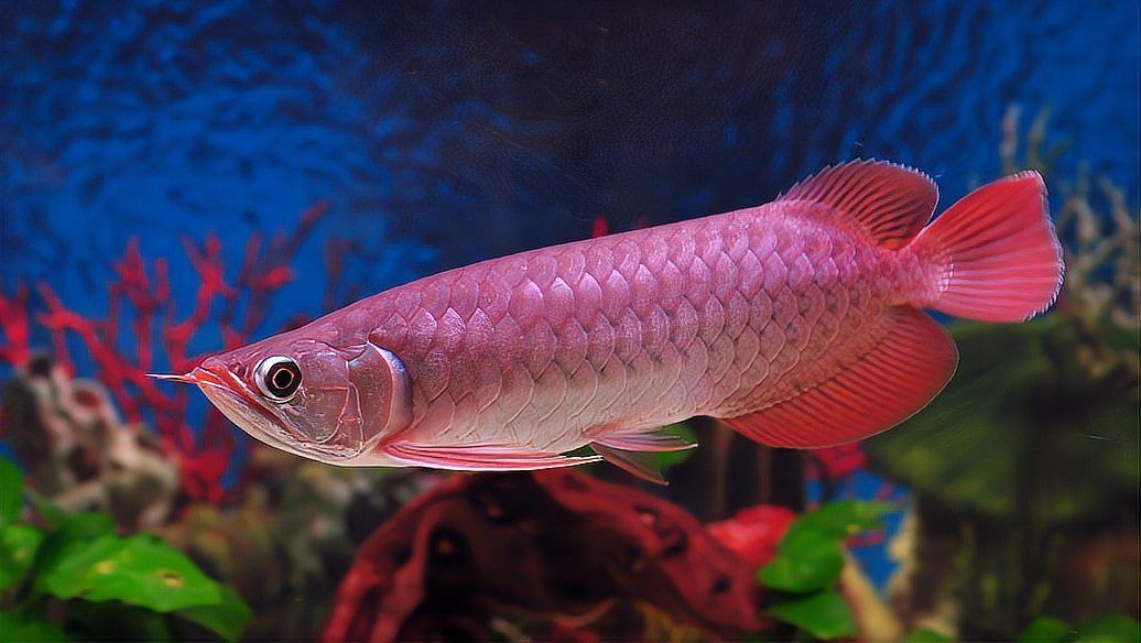 紅龍魚多少溫度發色好看