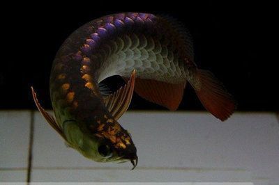龍魚生病了可以用海鹽嗎（海鹽在一定程度上對龍魚驅蟲具有一定的作用）
