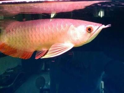 金龍魚(yú)偏食怎么辦【金龍魚(yú)偏食可能由多種原因造成，一、環(huán)境因素、環(huán)境因素】