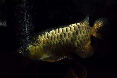金龍魚(yú)偏食怎么辦【金龍魚(yú)偏食可能由多種原因造成，一、環(huán)境因素、環(huán)境因素】