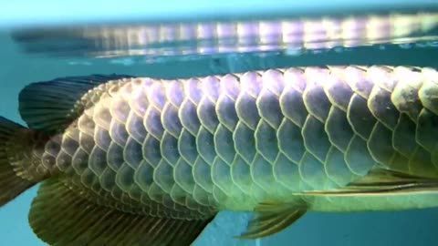 頂級(jí)過背金龍魚（過背金龍魚）