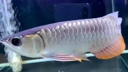 頂級(jí)過背金龍魚（過背金龍魚）