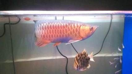 龍魚老孫微信，關于龍魚老孫的一些建議