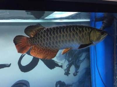 龍魚老孫微信，關于龍魚老孫的一些建議