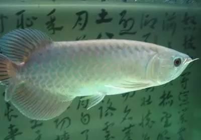 龍魚老孫微信，關于龍魚老孫的一些建議
