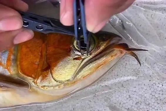 怎么防治龍魚掉眼睛：怎么防治龍魚掉眼