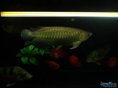 龍魚批發市場地址電話查詢：如何查找龍魚批發市場地址和電話
