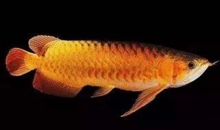 龍魚掉眼手術后的視力恢復時間因個體差異、術后護理等因素而異：龍魚掉眼手術后多久恢復視力 龍魚掉眼手術后的視力恢復時間因個體差異、術后護理等因素而異：龍魚掉眼手術后多久恢復視力 龍魚百科 第3張