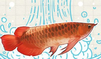 紅龍魚市場價格波動原因：紅龍魚市場價格波動受到多種因素影響紅龍魚市場價格波動