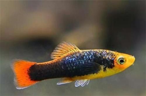 紅龍魚品種,有哪些（紅龍魚品種,有哪些品種） 紅龍魚品種,有哪些（紅龍魚品種,有哪些品種） 龍魚百科