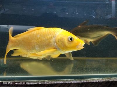 新手買魚缸什么品牌好（如何布置水族箱景觀魚缸過濾系統(tǒng)選擇指南）