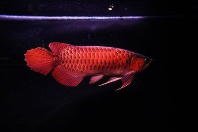龍魚爛鰭爛尾用什么藥好得快：治療龍魚爛鰭爛尾的常用藥物
