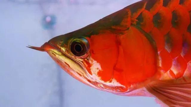 龍魚(yú)有沒(méi)有刺：如何挑選無(wú)刺龍魚(yú)，龍魚(yú)刺的烹飪技巧，龍魚(yú)刺的安全處理方法